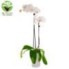 http://www.arenaflowers.com/product_image/large/2047-white_orchid.jpg
